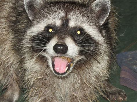 raccoon tests positive for rabies in old lyme the lymes ct patch
