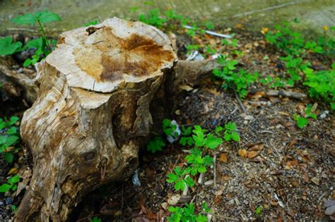 effective ways  stop  tree stump  sprouting eathappyproject