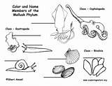 Mollusks Mollusk Clam Enseñanza Moluscos sketch template