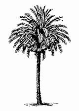 Datilera Dibujo Datteri Kleurplaat Malvorlage Dattier Arecaceae Washingtonia Arbre Educol Filifera Grandes sketch template