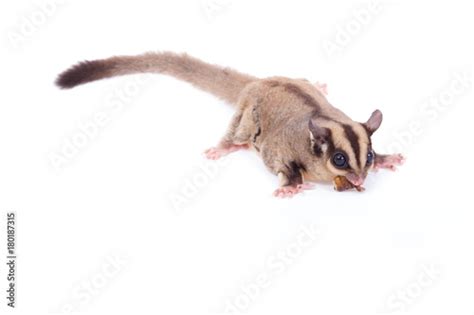 female sugar glider eating roast insect   floor isolate  white stock photo  royalty
