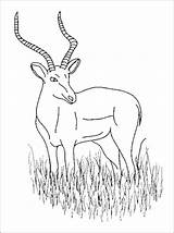 Antilope Antelope Coloriage Coloriages Animaux Attrayant Photograph sketch template