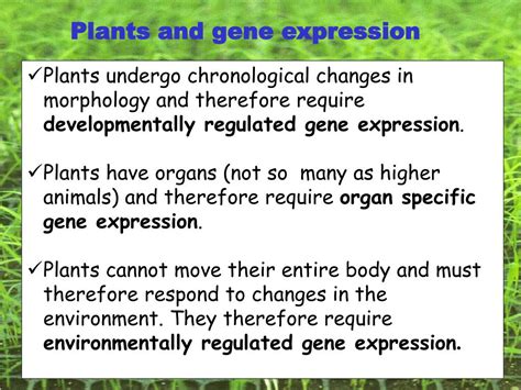 ppt gene regulation and expression in plants overview plant