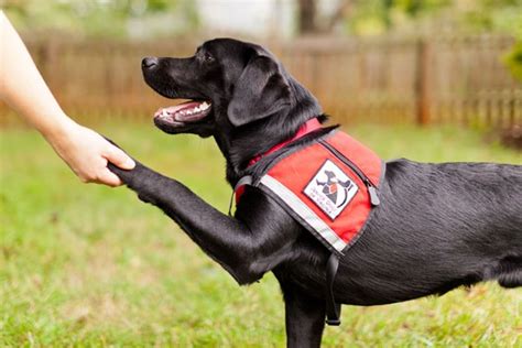 service dogs     animals  feeling beings