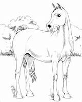Coloring Arabian Horse Pages Printable Horses Categories sketch template