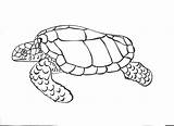 Sea Kura Mewarnai Gambar Sketch Turtles Coloringfolder sketch template