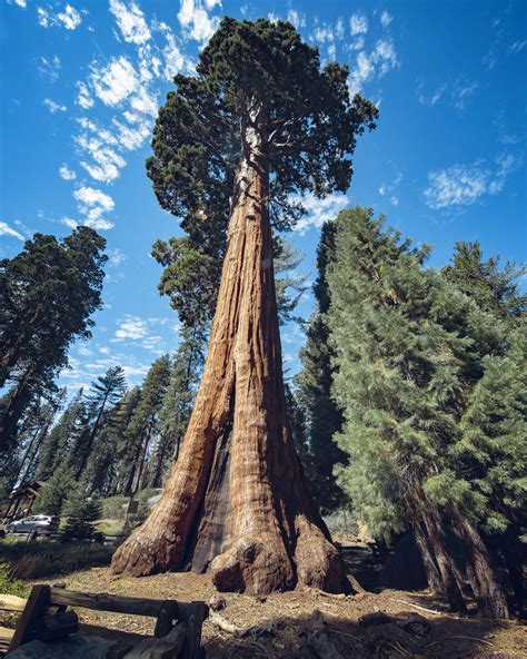 big trees trail  sequoia national park flying dawn marie travel