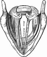 Larynx Etc Clipart Interior Original sketch template
