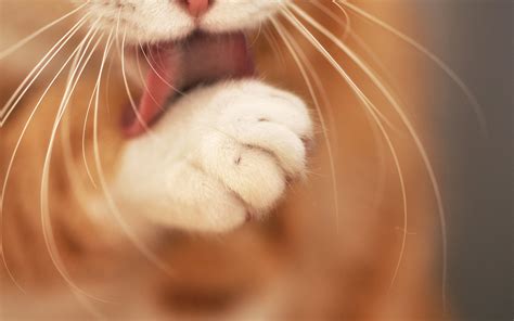 cat clean paw wallpaper
