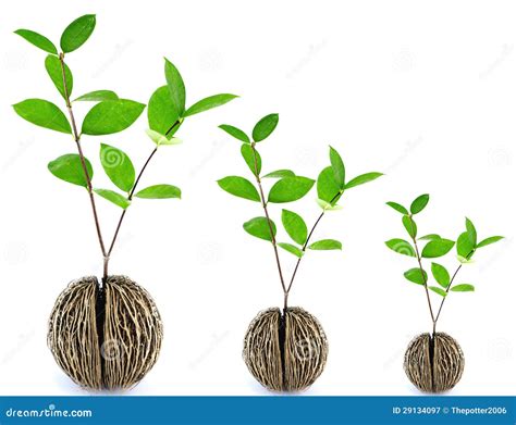 grow seed stock image image  background natural life