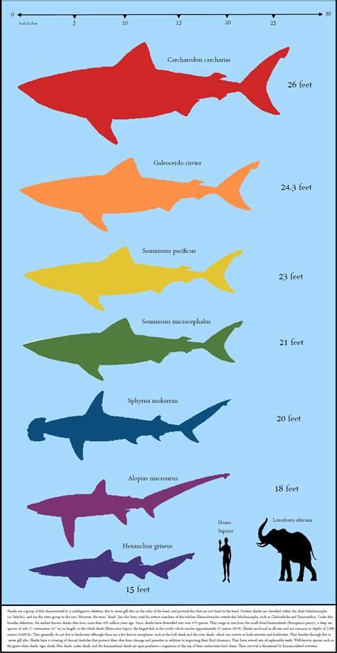 images  shark comparison chart shark size comparison chart