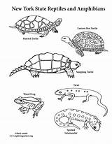 Coloring Amphibians Reptiles York State Pages Color Printable Getcolorings sketch template