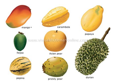 food and kitchen food fruits tropical fruits [4] image visual