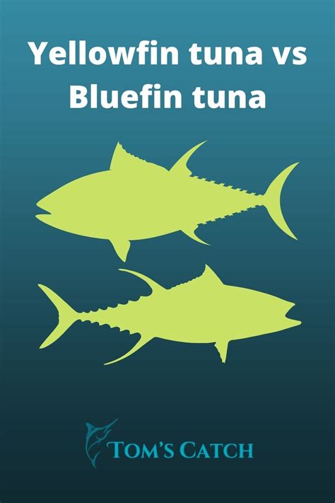 yellowfin tuna  bluefin tuna  quick guide bluefin tuna yellowfin tuna tuna