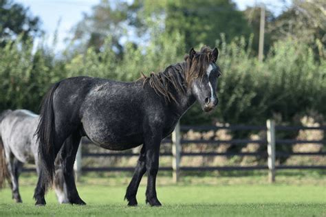 miracle pony survives   odds ihearthorsescom