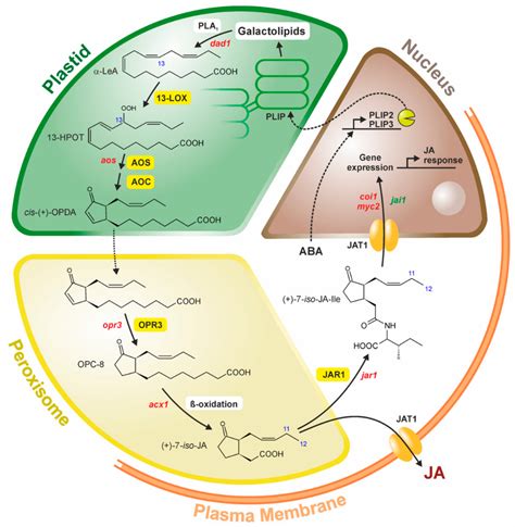 ijms  full text jasmonates news  occurrence biosynthesis metabolism  action