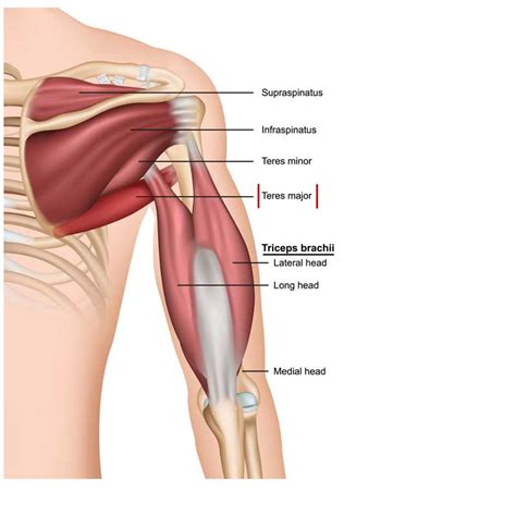 teres major origin insertion action  wellness digest