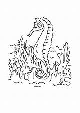 Coloring Bed Sea Seahorse Seabed Drawing 47kb sketch template