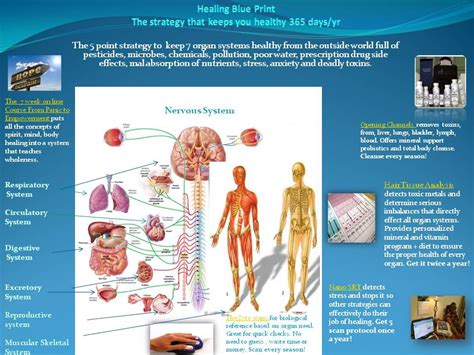 organ systems functions