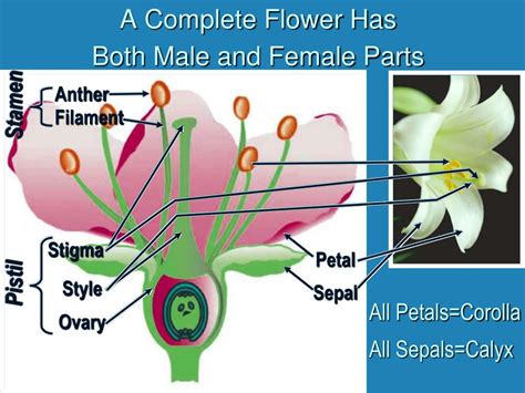 Male And Female Flower Parts Mendel S Garden Asu Ask A Biologist