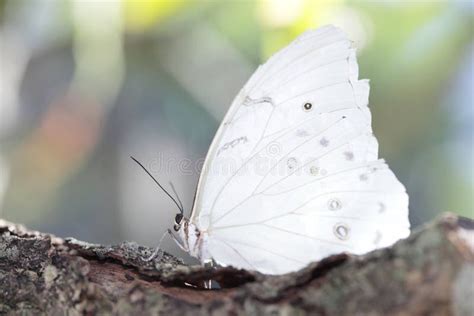 white butterfly stock photo image  blur composition