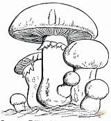 Coloring Pages Mushroom Mushrooms Family Printable Colouring Fungi Drawing Adults Color Sheets Adult Crafts Supercoloring Vegetable Mario Getdrawings Trippy Super sketch template