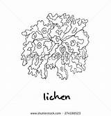 Lichen Clipart Wood Designlooter Drawings Clipground 470px 5kb sketch template