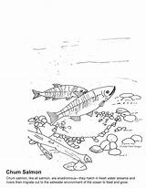 Coloring Salmon Estuary Chum Sheet sketch template