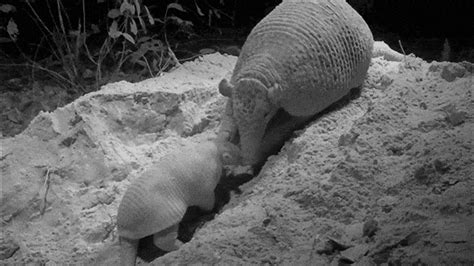 Armadillo  By Thirteenwnet Find And Share On Giphy