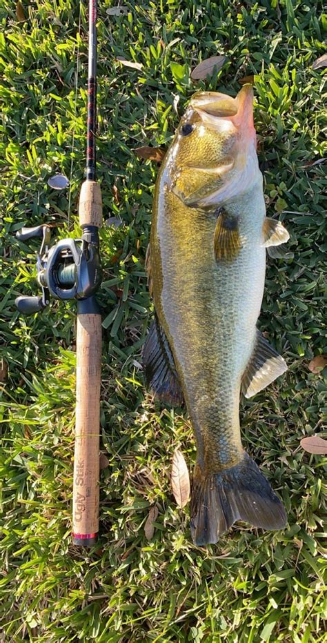 beautiful colors   bass  caught earlier  year fishing