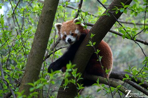 de kleine rode panda naturephotography tonnieverheijden