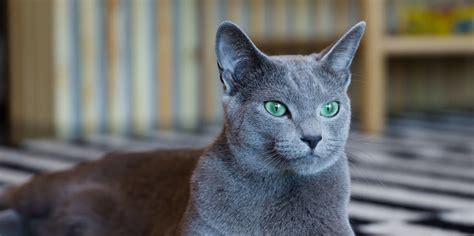 de blauwe rus kat ontdek dit prachtige kattenras kattenu