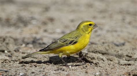 yellow canary care sheet birds