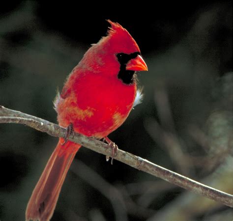 images nature branch male wildlife red beak perch fauna