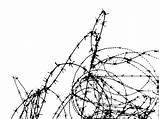 Wire Drawing Line Barb Barbwire Protection Fense Protected Branch Monochrome Border Shape Artwork Getdrawings Pxhere sketch template