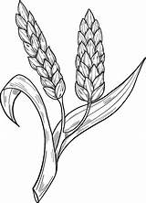 Wheat Coloring Printable Supercoloring Categories sketch template