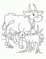Calf Cow Coloring Pages Drawing Outline Printable Colouring Wildebeest Template Kids Getdrawings Getcolorings Popular Golden Print sketch template