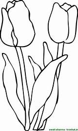 Pages Coloring Tulip Flower Getdrawings Simple sketch template