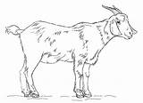 Capre Ziegenbock Goat Ziegen Caprone Capretta Capra Stampare Printmania Billy Draw Malvorlagen sketch template