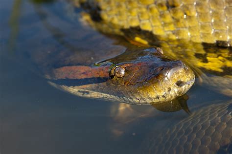 giant anaconda appears  floridas brevard county immortal news