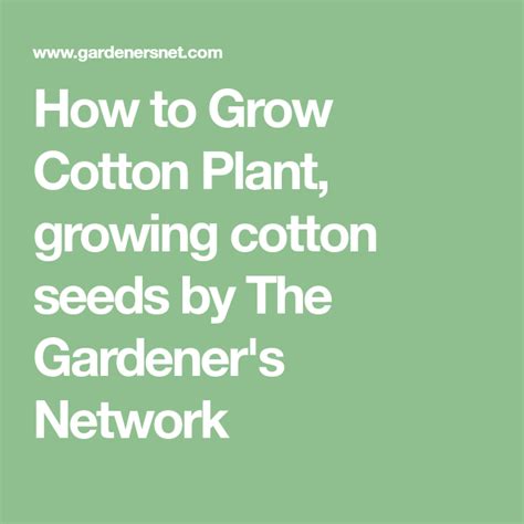 grow cotton plant growing cotton seeds   gardeners