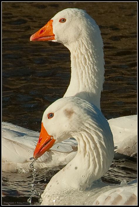 embden geese doug price flickr
