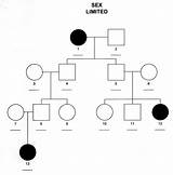 Sex Limited Inheritance Pedigree Chart Blank Genetics Pdf Example sketch template
