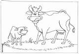 Coloring Buffalo Pages Domestic Animals Pitara Kids sketch template