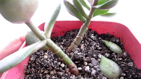 How To Propagate Jade Plant Youtube