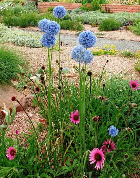 image result  allium caeruleum spring bulbs allium green thumb garden plants gardening