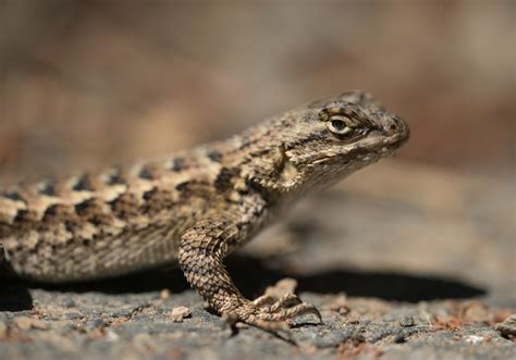 naturalist       lizard  male  female