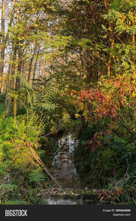 poplar grove autumn image photo  trial bigstock