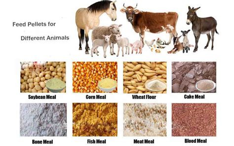 animal feed wholesale lan grupo