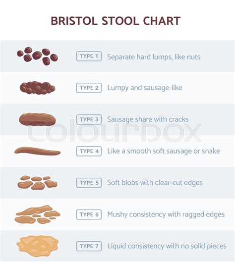 bristol stool chart infographic  stock vector colourbox